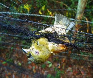 Monitoramento da Fauna10