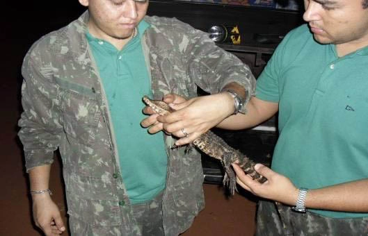 Monitoramento da Fauna13